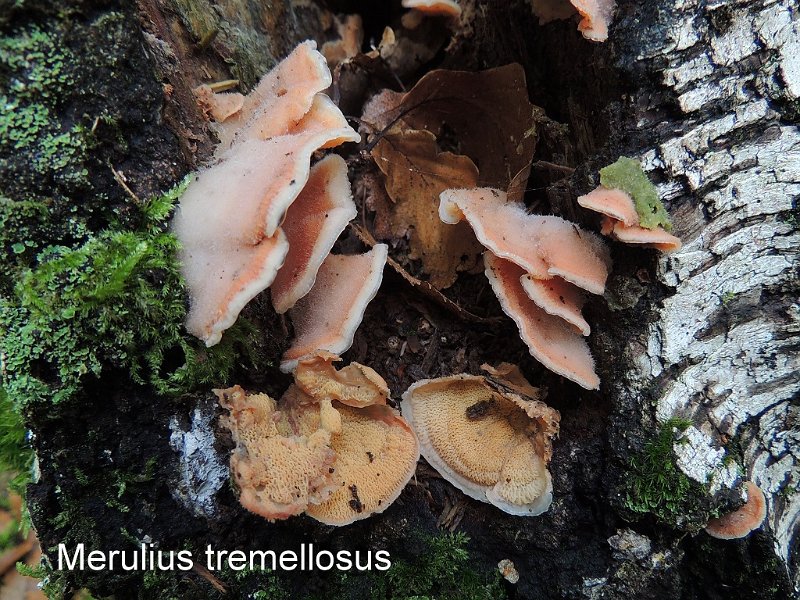 Phlebia tremellosa-amf1291.jpg - Phlebia tremellosa ; Syn1: Merulius tremellosus ; Syn2: Merulius imbricatus ; Non français: Mérule tremblante